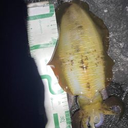 2023 佐渡ヶ島エギング 30回目【10月14日】