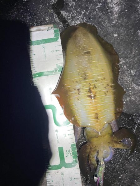 2023 佐渡ヶ島エギング 30回目【10月14日】