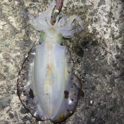 2023 佐渡ヶ島エギング 38回目【10月24日】