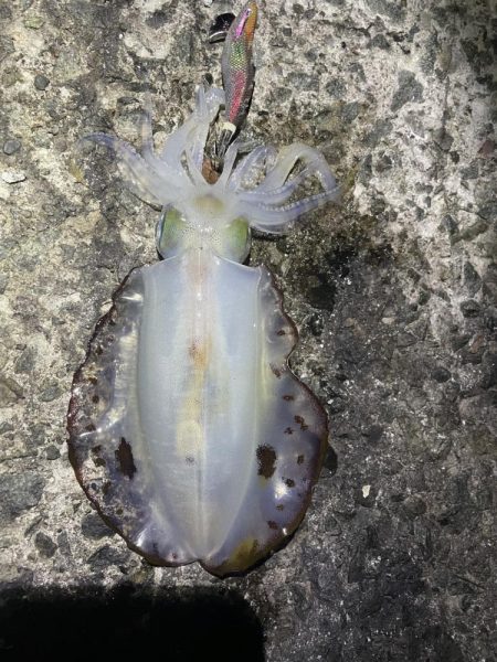 2023 佐渡ヶ島エギング 38回目【10月24日】