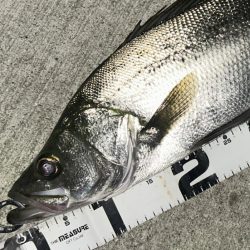 波高いんでセイゴ