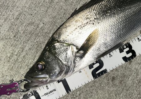 波高いんでセイゴ