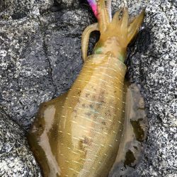 エギング　佐渡遠征③2日目、3日目