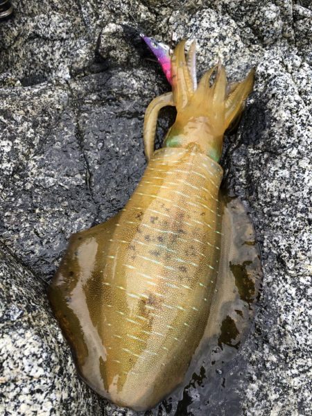 エギング　佐渡遠征③2日目、3日目