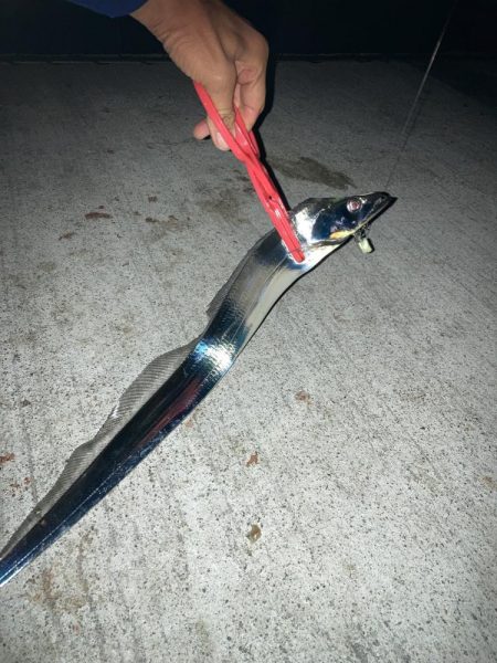 仕事帰りにタチウオ