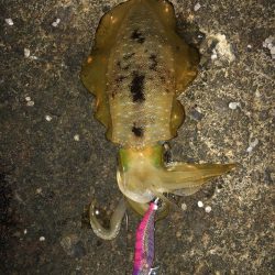 エギング　佐渡遠征④1日目