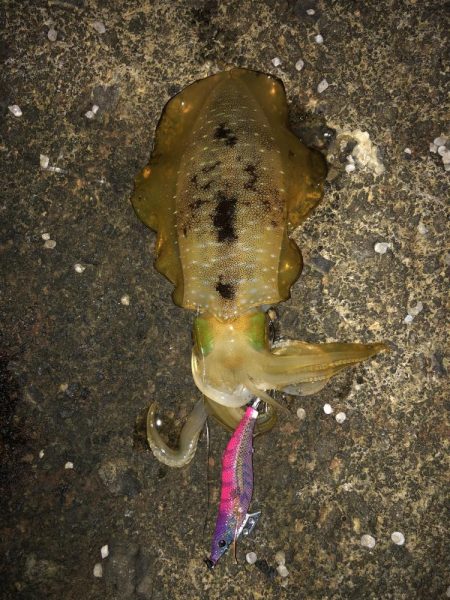 エギング　佐渡遠征④1日目