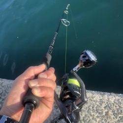 またしても寝坊からの太刀魚