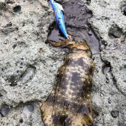 エギング　佐渡遠征④2日目