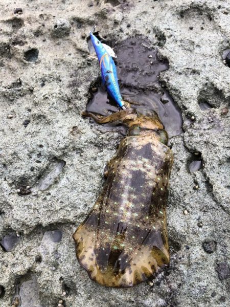 エギング　佐渡遠征④2日目