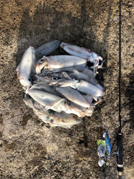 エギング　佐渡遠征⑤