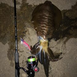 エギング　仕事帰り新潟市内釣行