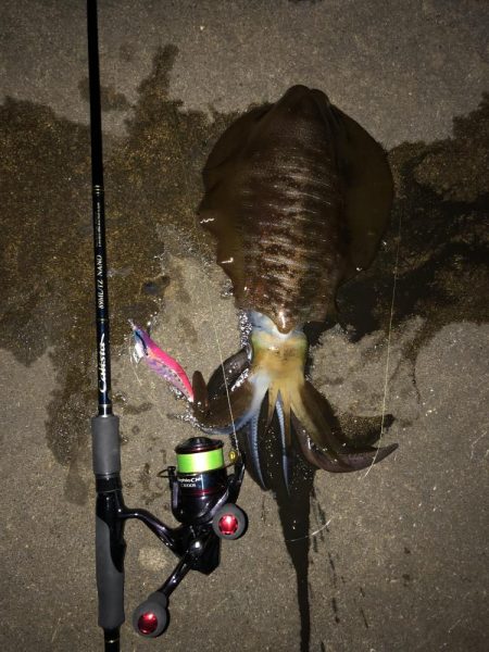 エギング　仕事帰り新潟市内釣行