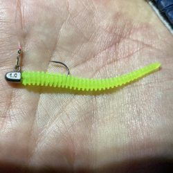 アジングイベント釣行