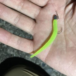 アジングイベント