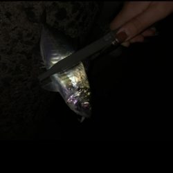 たっちゃうおあじ