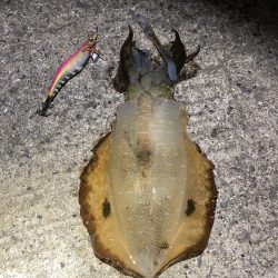 カゴ釣りで真鯛