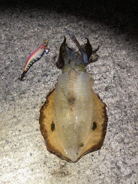 カゴ釣りで真鯛