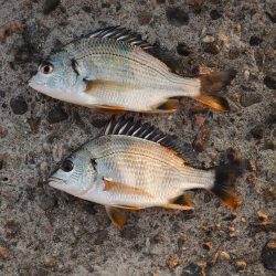 エビ撒き釣り　ミニセイゴばかり