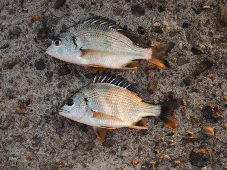エビ撒き釣り　ミニセイゴばかり