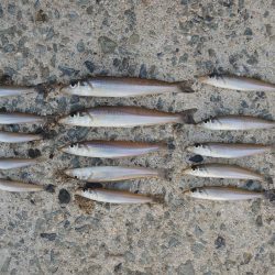 落ちギス釣り　ピンギス主体