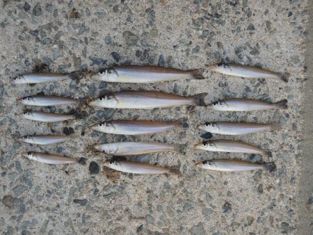 落ちギス釣り　ピンギス主体