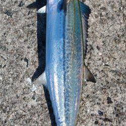 サゴシしか・・・