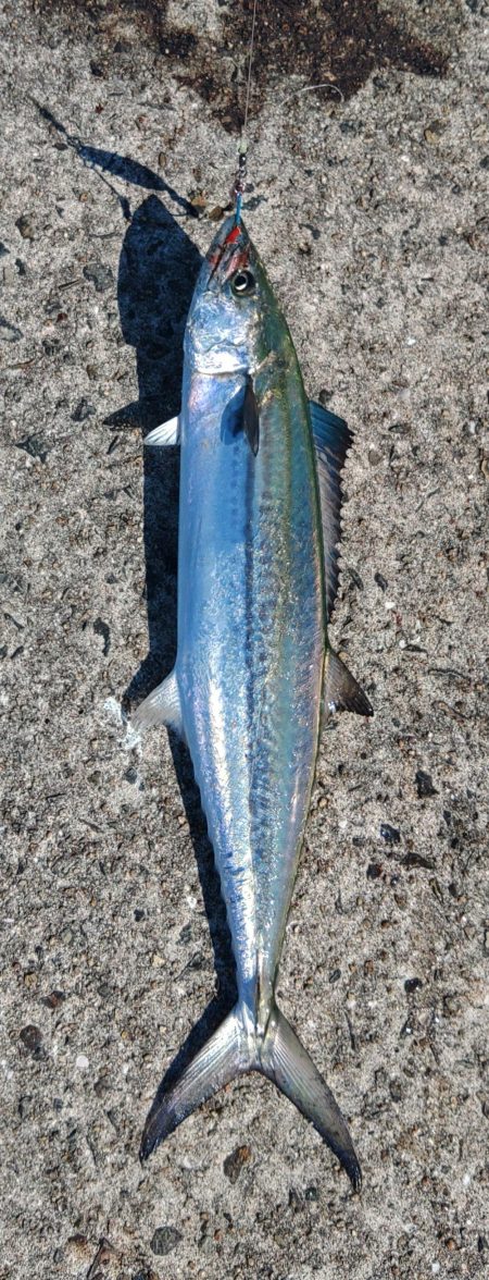 サゴシしか・・・