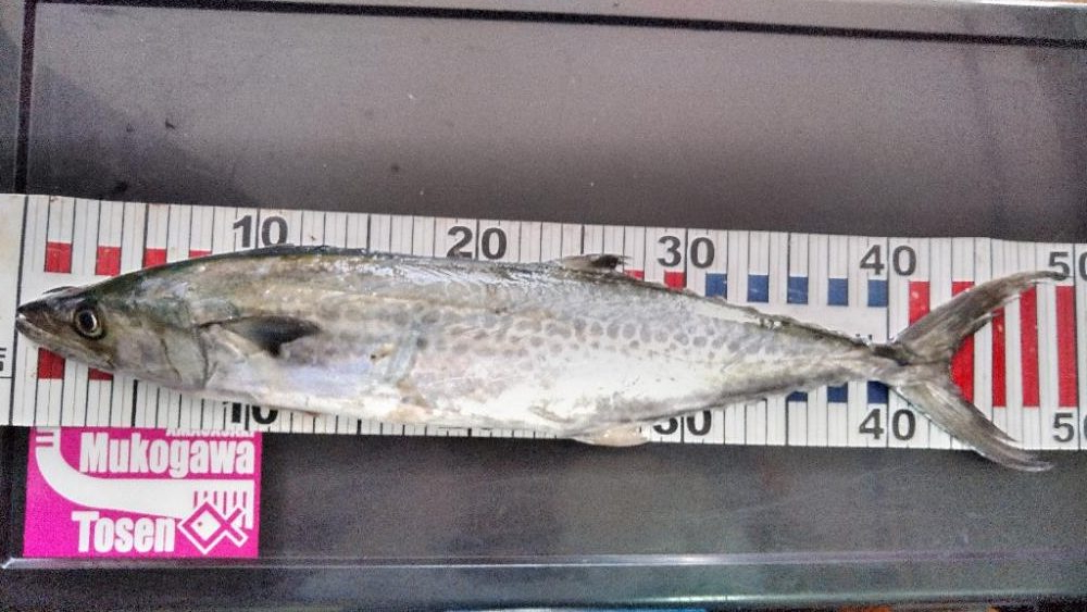 サワラにメジロ!今宵は宴じゃー