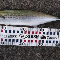 チャレンジ参加２回目投稿