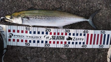 チャレンジ参加２回目投稿