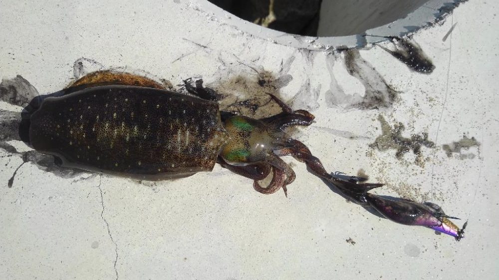 仕事サボってエギング(笑)