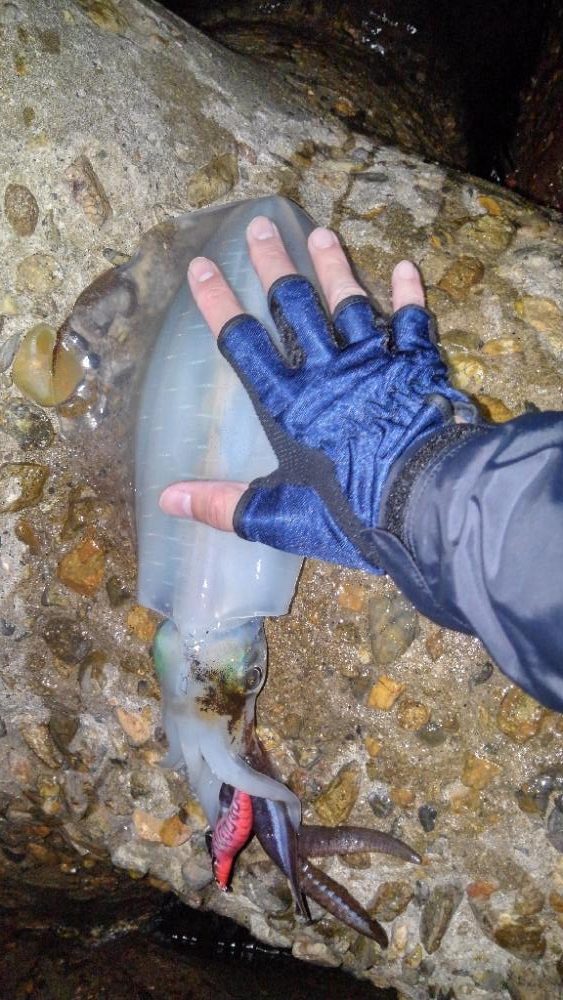 エギングに行くもロッド破損