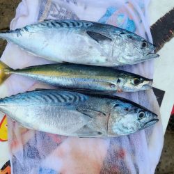 和歌山市江(吉丸渡船)でグレ釣り