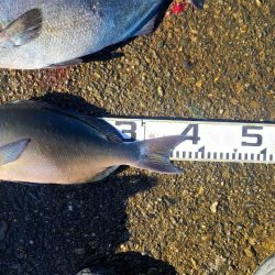 DAIWAグレマスターズ串本大会