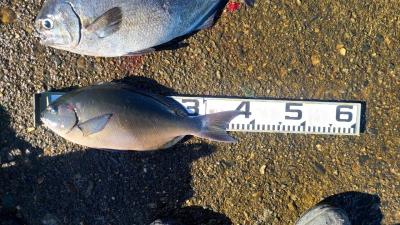 DAIWAグレマスターズ串本大会