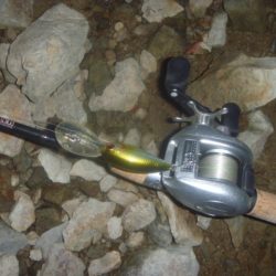 10月の淡水魚 その２