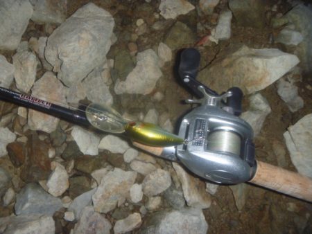 10月の淡水魚 その２