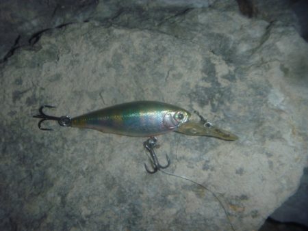 シャッドで淡水魚