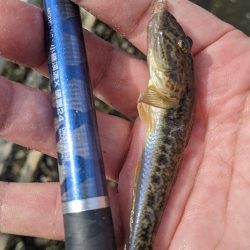 境川 ハゼ 青潮の不安