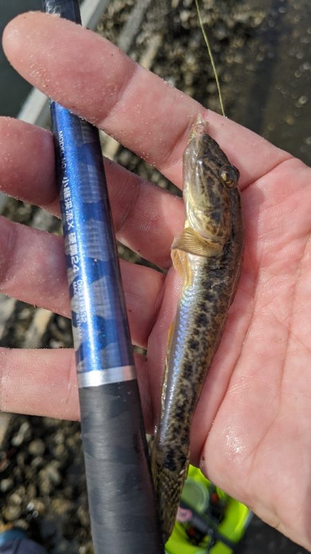 境川 ハゼ 青潮の不安