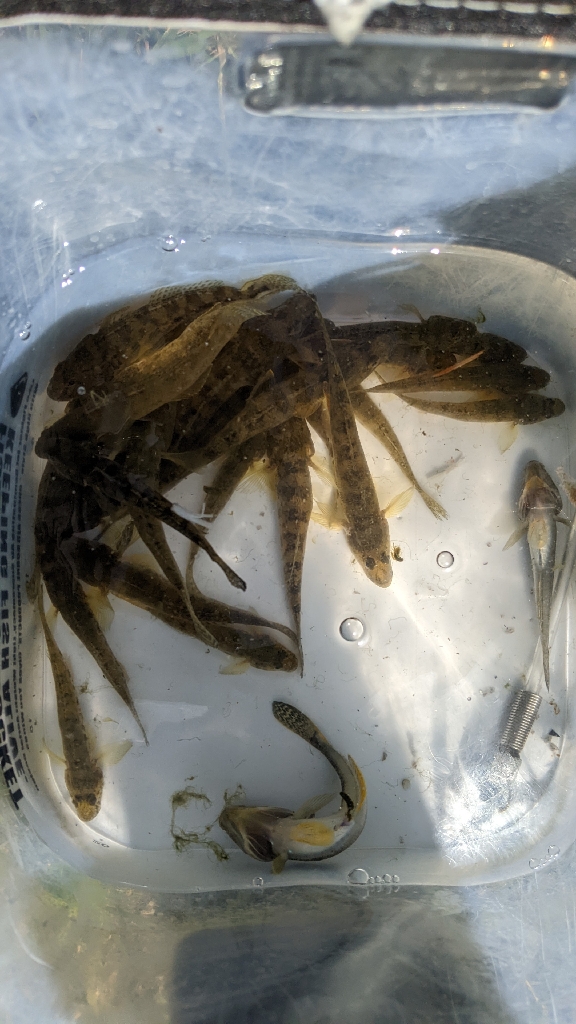 旧中川 ハゼ 32匹