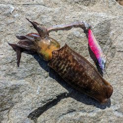 毎年恒例コラボエギングで17杯(・x・*)