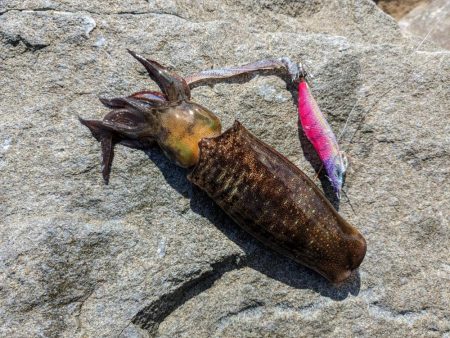 毎年恒例コラボエギングで17杯(・x・*)