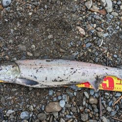 人生初サケ!!ブッコミで掛かる!?