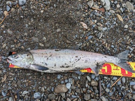 人生初サケ！！ブッコミで掛かる！？