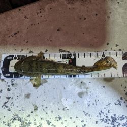 旧中川　落ちハゼ　夜釣り