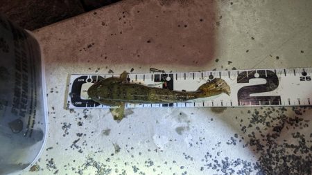 旧中川　落ちハゼ　夜釣り