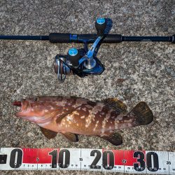 エギング、アジング、ハタゲーム