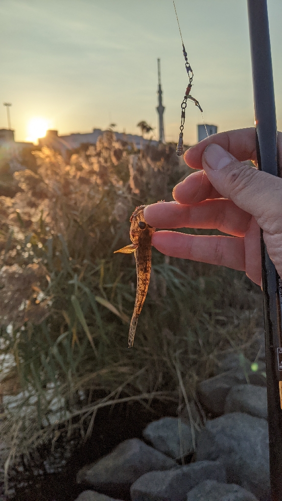 旧中川ハゼ 夜釣り完敗